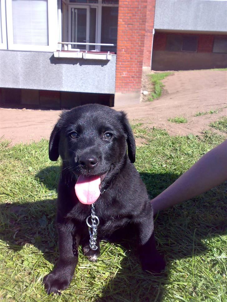Labrador retriever Bamse <3 R.I.P  - Som jeg er nu :D billede 6