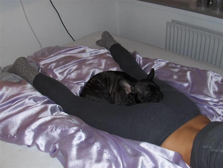 Fransk bulldog Molly - Molly der faldt i søvn på min numse, mens jeg fik massage :P billede 18