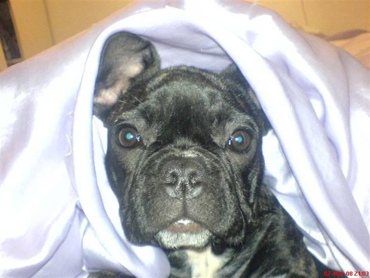 Fransk bulldog Molly billede 19