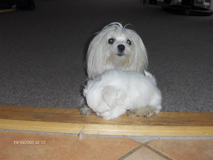 Malteser Donna nu med lille søster - Donna med hvalp billede 10