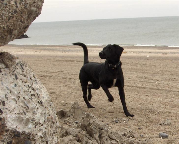 Blanding af racer Samson - Ude ved havet er der altid dejligt. billede 8
