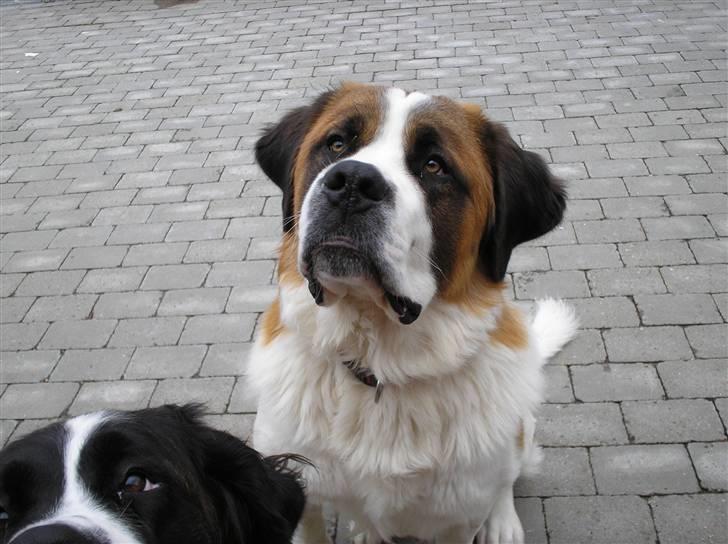 Sankt bernhardshund brutalis billede 19