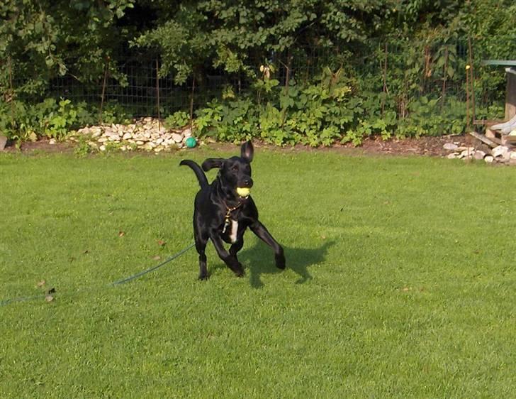 Blanding af racer Samson - Gribe en bold, det kan jeg da godt. billede 9