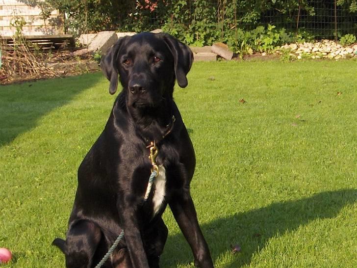 Blanding af racer Samson - Jeg kan da godt sidde stille i 2 sek. billede 10