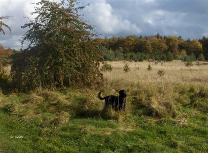 Blanding af racer Samson - Flot efterårsdag at være ude i. billede 11
