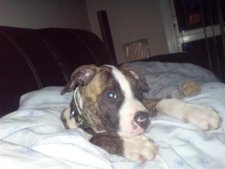 Amerikansk bulldog Kenzo billede 1