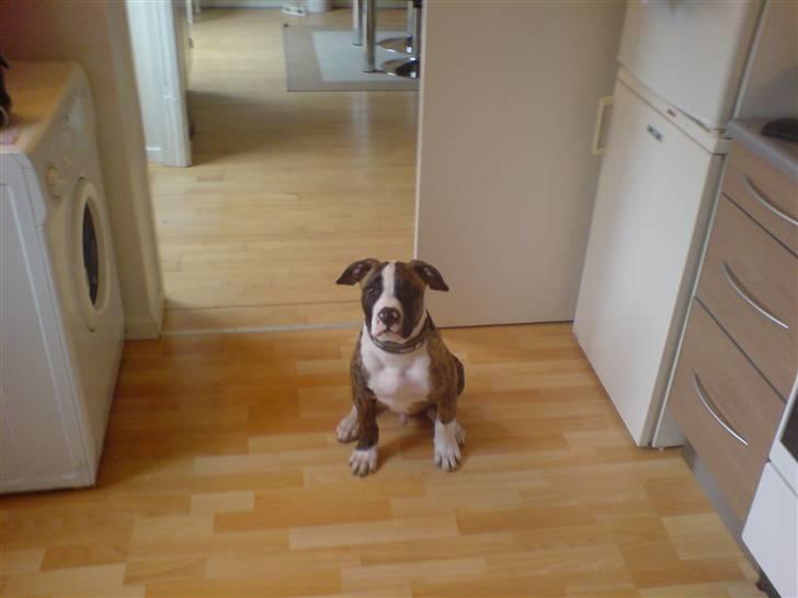 Amerikansk bulldog Kenzo billede 2