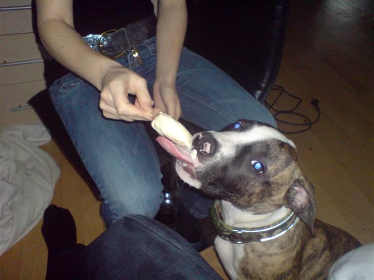 Amerikansk bulldog Kenzo billede 3