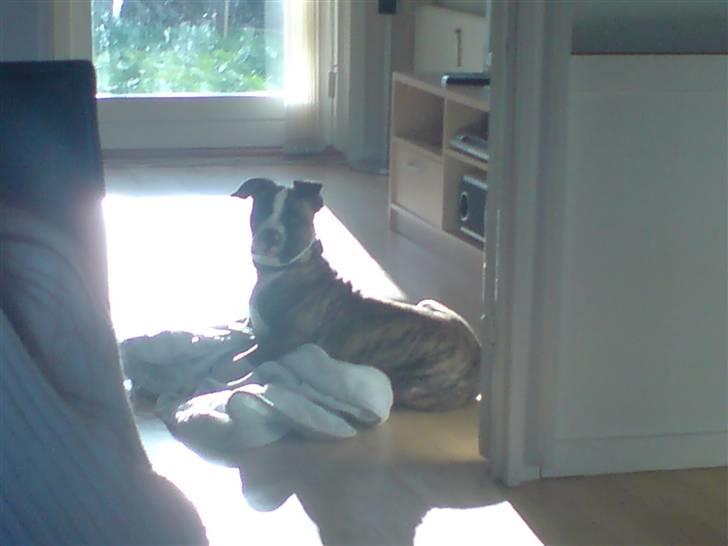 Amerikansk bulldog Kenzo billede 4