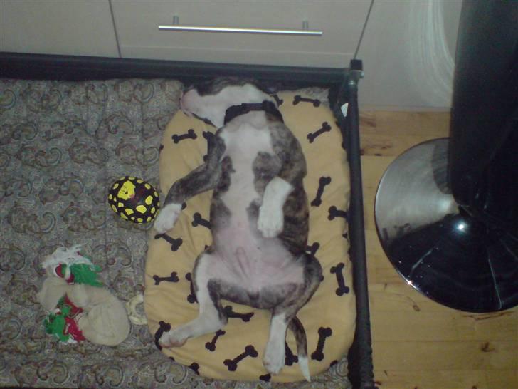 Amerikansk bulldog Kenzo billede 5