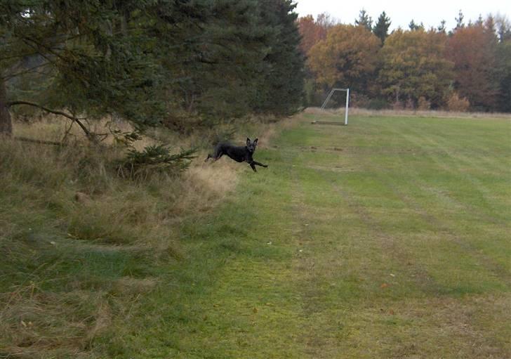 Blanding af racer Samson - Nå, det var der du gemte dig. billede 12