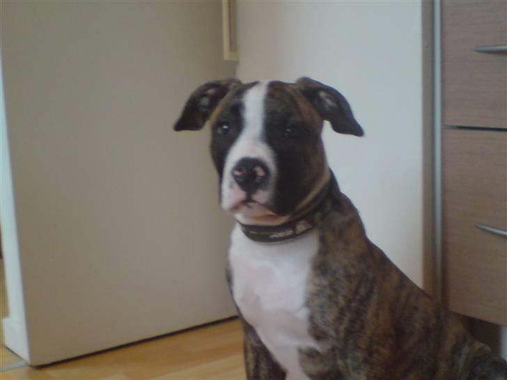 Amerikansk bulldog Kenzo billede 6