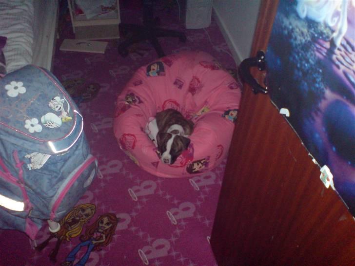 Amerikansk bulldog Kenzo billede 7