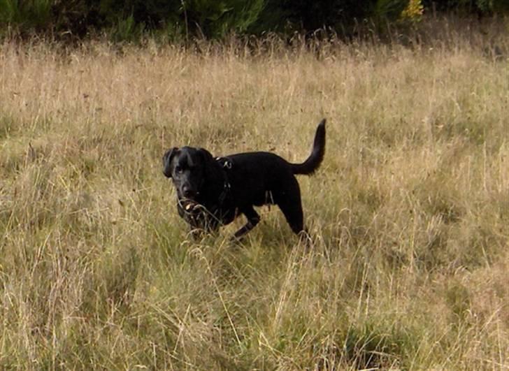 Blanding af racer Samson - Nu sniger jeg mig ind på , ja hvad mon ? billede 13