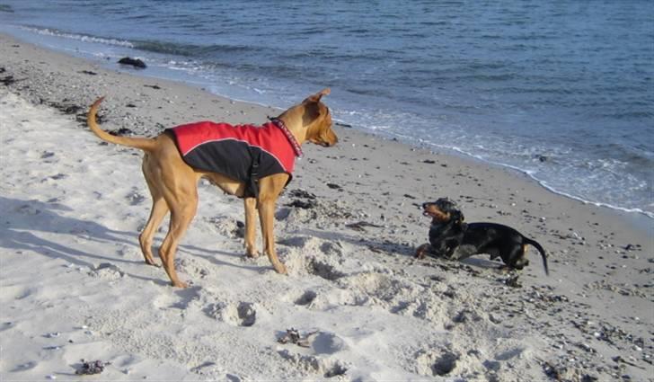 Gravhund Punch - Her er Punch med sin ret store kærste Zuki billede 11