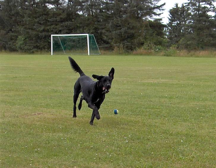 Blanding af racer Samson - Var det her bolden skulle ligge? billede 14