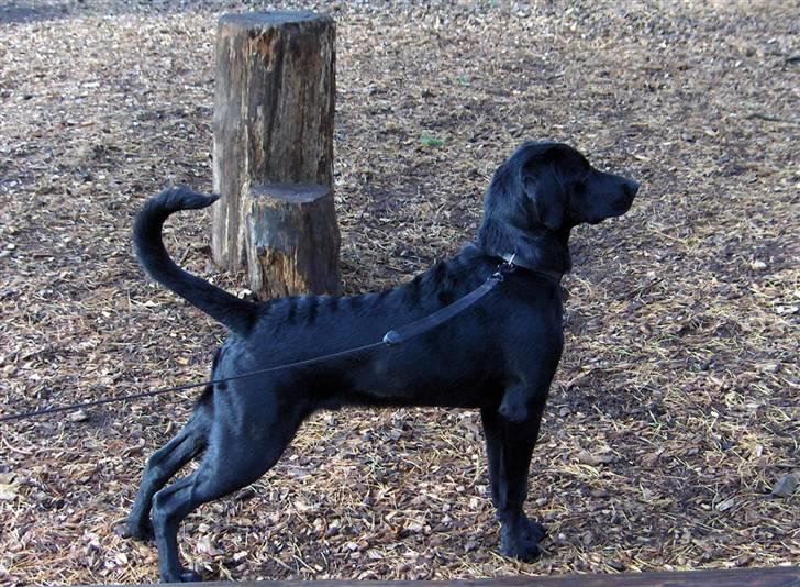 Blanding af racer Samson - Der er nogle børn der leger, dem vil jeg gerne over til. billede 15