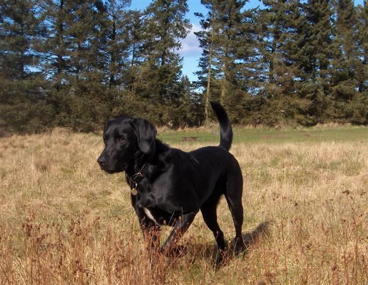 Blanding af racer Samson - Jeg kan se en anden hund, mon vi kan lege? billede 16