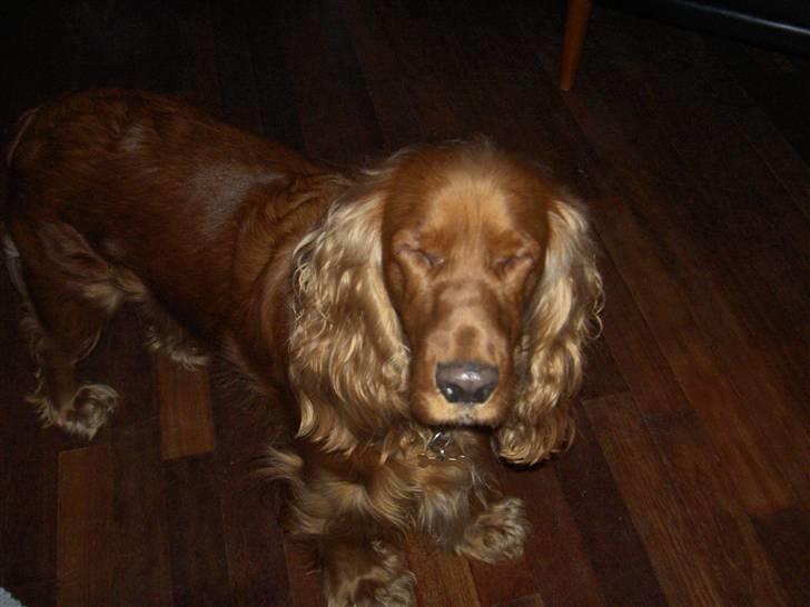 Cocker spaniel Trine ´fransen - 1. gang jeg får taget billede med blitz... billede 11