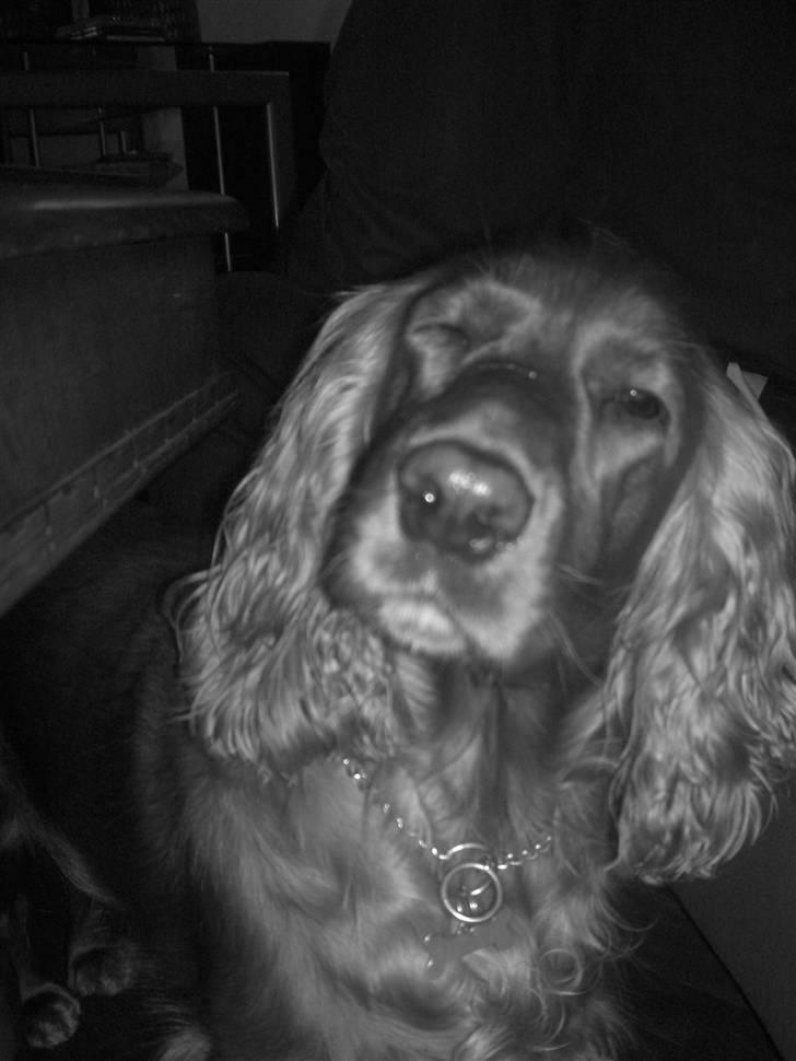 Cocker spaniel Trine ´fransen - Jeg er ikke så go til blitz endnu!!! billede 12