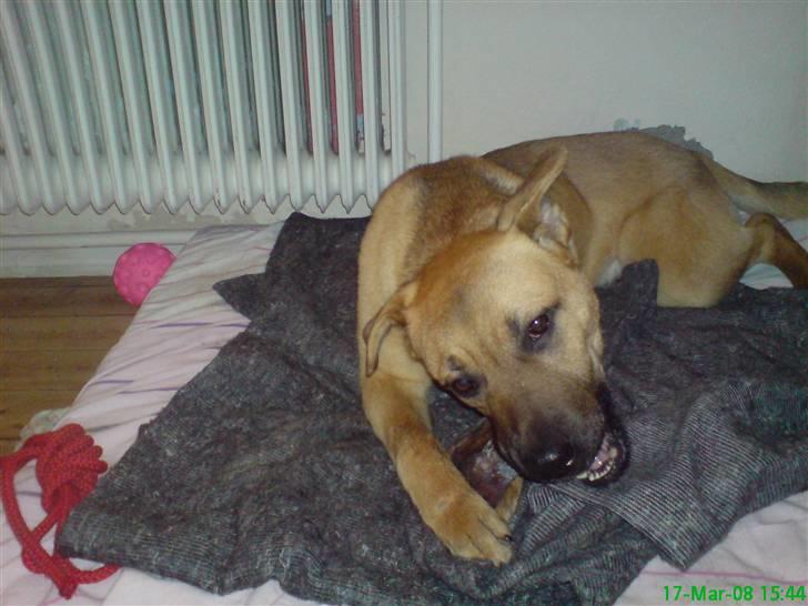 Blanding af racer Tyson billede 6