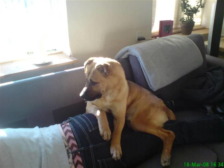 Blanding af racer Tyson - Var det dig mor? billede 7