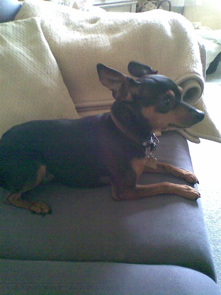 Prazsky krysarik Speedy - jeg slapper lige af billede 9