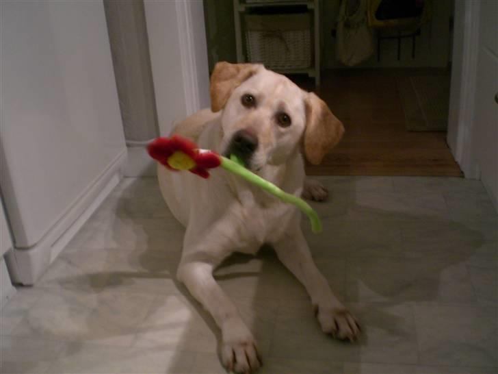 Labrador retriever Sheila - en blomst fra mig til dig billede 1