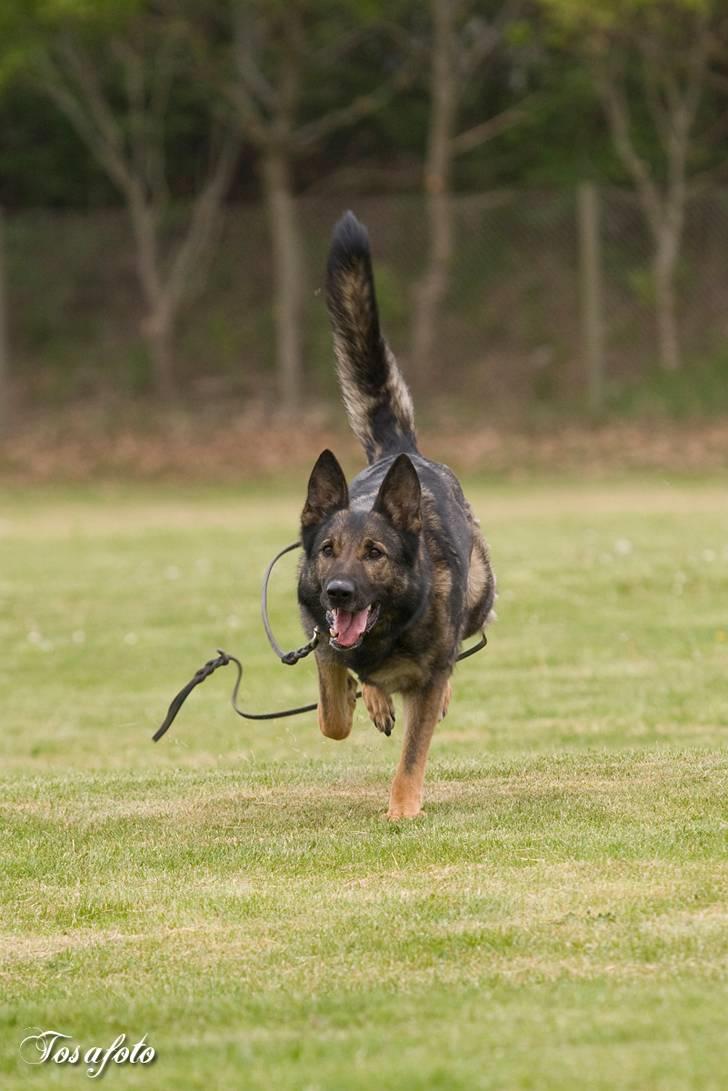 Schæferhund Glarbo Boogie billede 16