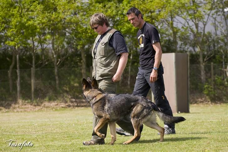 Schæferhund Glarbo Boogie billede 17