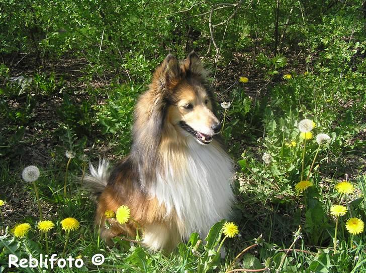 Shetland sheepdog mikkel  (DØD) billede 10