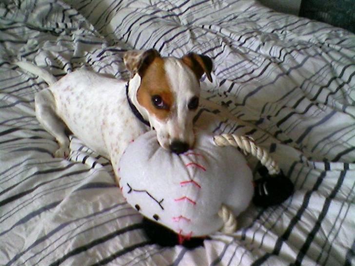 Jack russell terrier Futte - Hi hi hi:) billede 1