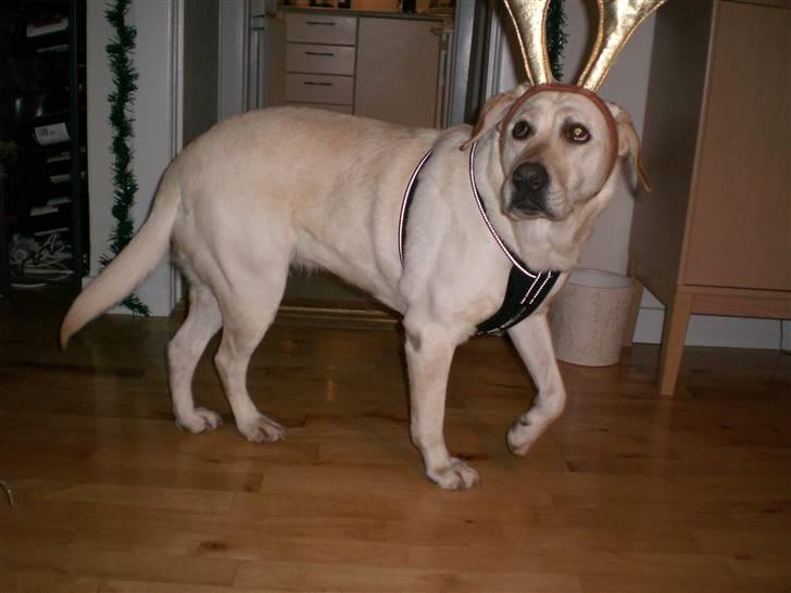 Labrador retriever Sheila - rensdyret sheila billede 2