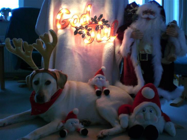 Labrador retriever Sheila - gjort klar til julefest billede 3