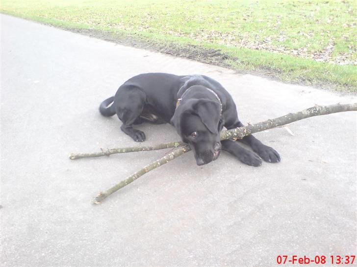 Labrador retriever Baloo regnr. 09914/2006 - det her er livet!! billede 14