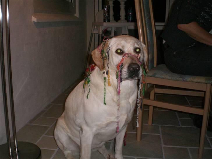 Labrador retriever Sheila - nytårs sjov billede 4