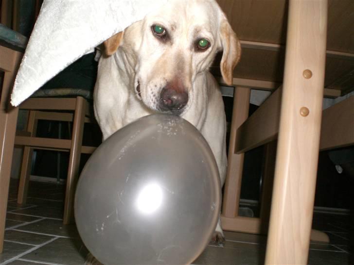 Labrador retriever Sheila - fang mig hvis du kan GG´ billede 5