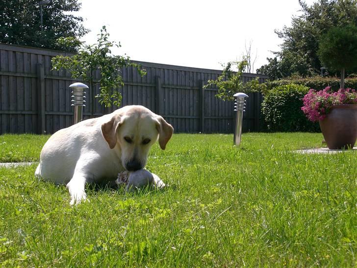 Labrador retriever Sheila - en dejlig sommerdag, sheila hygger med sid kødben billede 6