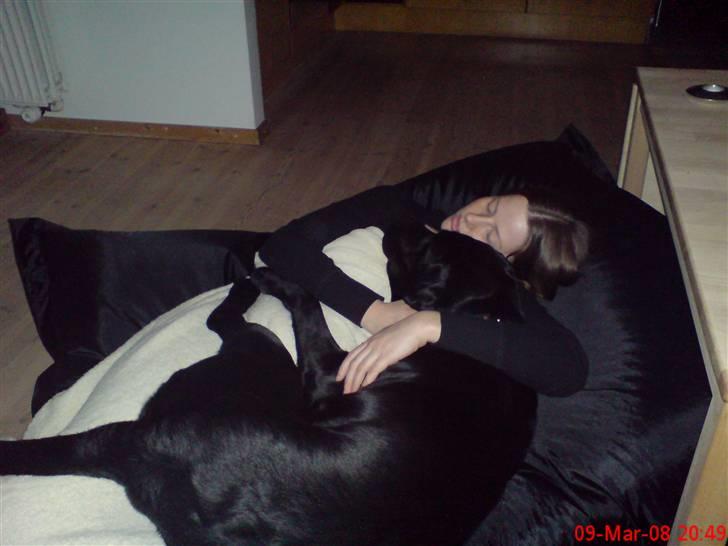 Labrador retriever Baloo regnr. 09914/2006 - sover så godt her sammen med Gitte! billede 15