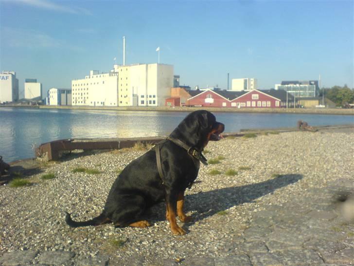 Rottweiler Chica billede 7