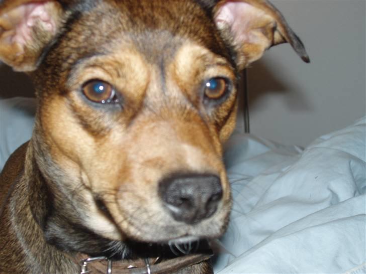 Blanding af racer  d/s gårdhund Tikka RIP billede 10