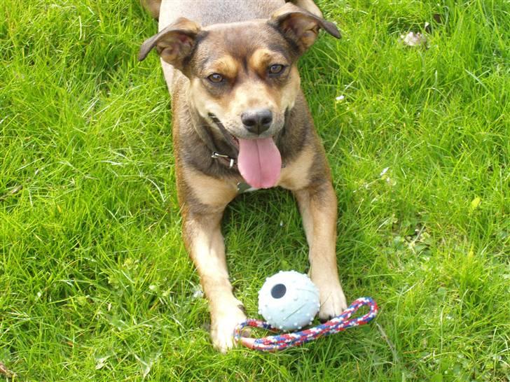 Blanding af racer  d/s gårdhund Tikka RIP - April 2008 billede 11