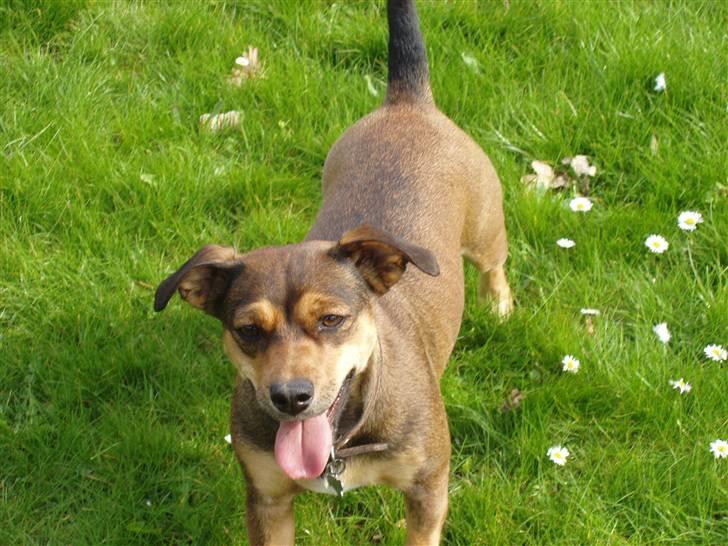 Blanding af racer  d/s gårdhund Tikka RIP - April 2008 billede 12