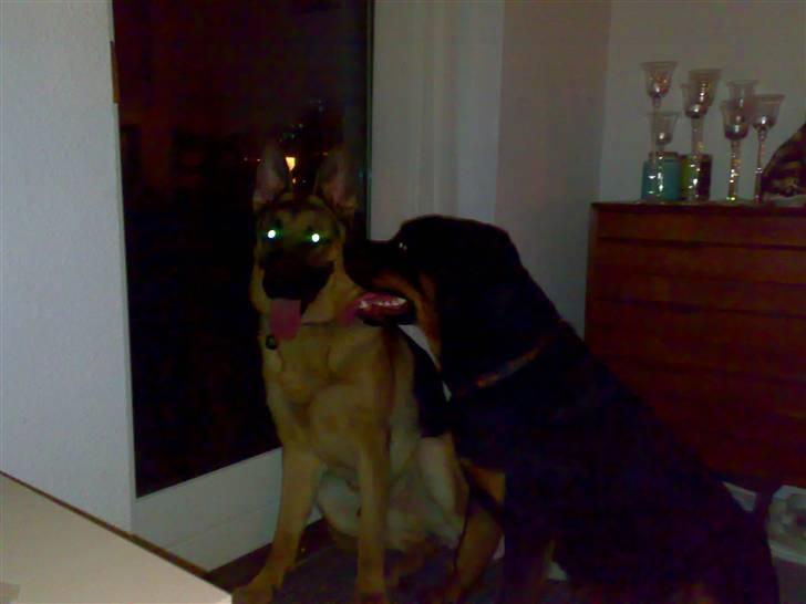 Rottweiler Mozart - Zargo og Mozart billede 7