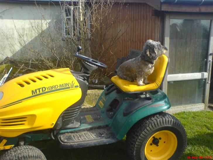 Gravhund Nissebandens Ewald billede 10