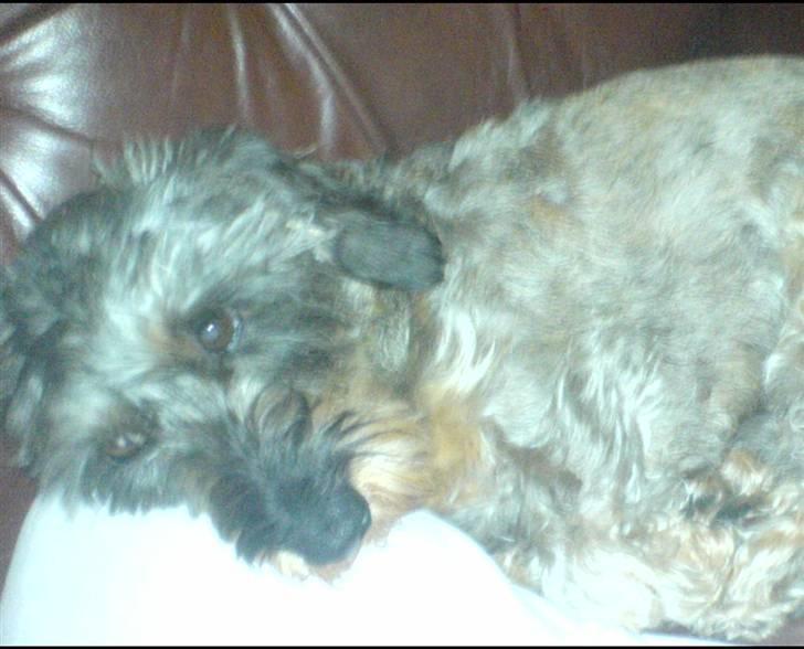 Gravhund Nissebandens Ewald - så sød kan jeg være  billede 11