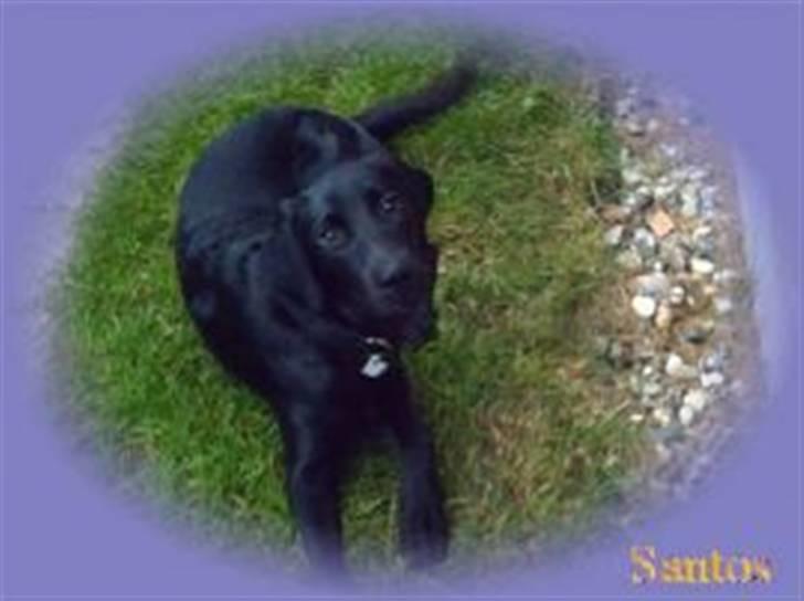 Labrador retriever santos billede 18