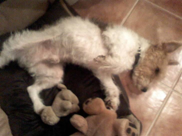 Ruhåret foxterrier vaks - uuuuu det er skønt!!! billede 7