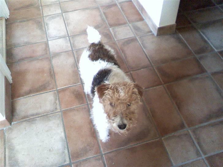 Ruhåret foxterrier vaks - tag et billede af mig billede 8