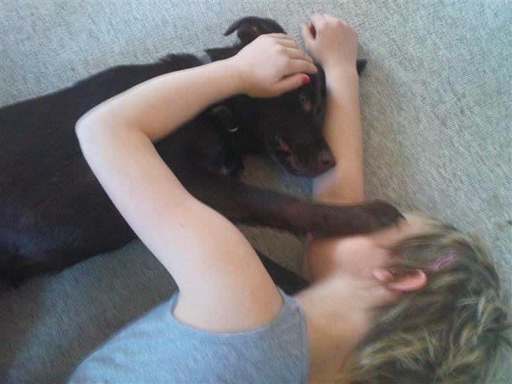 Labrador retriever Tanni<3 billede 13